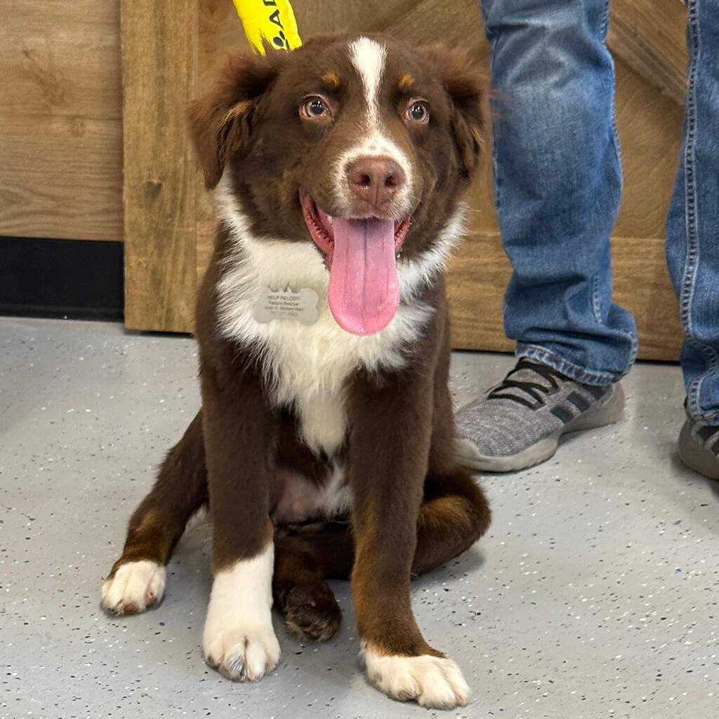 The brown and white Aussie puppy poses with its tongue out.