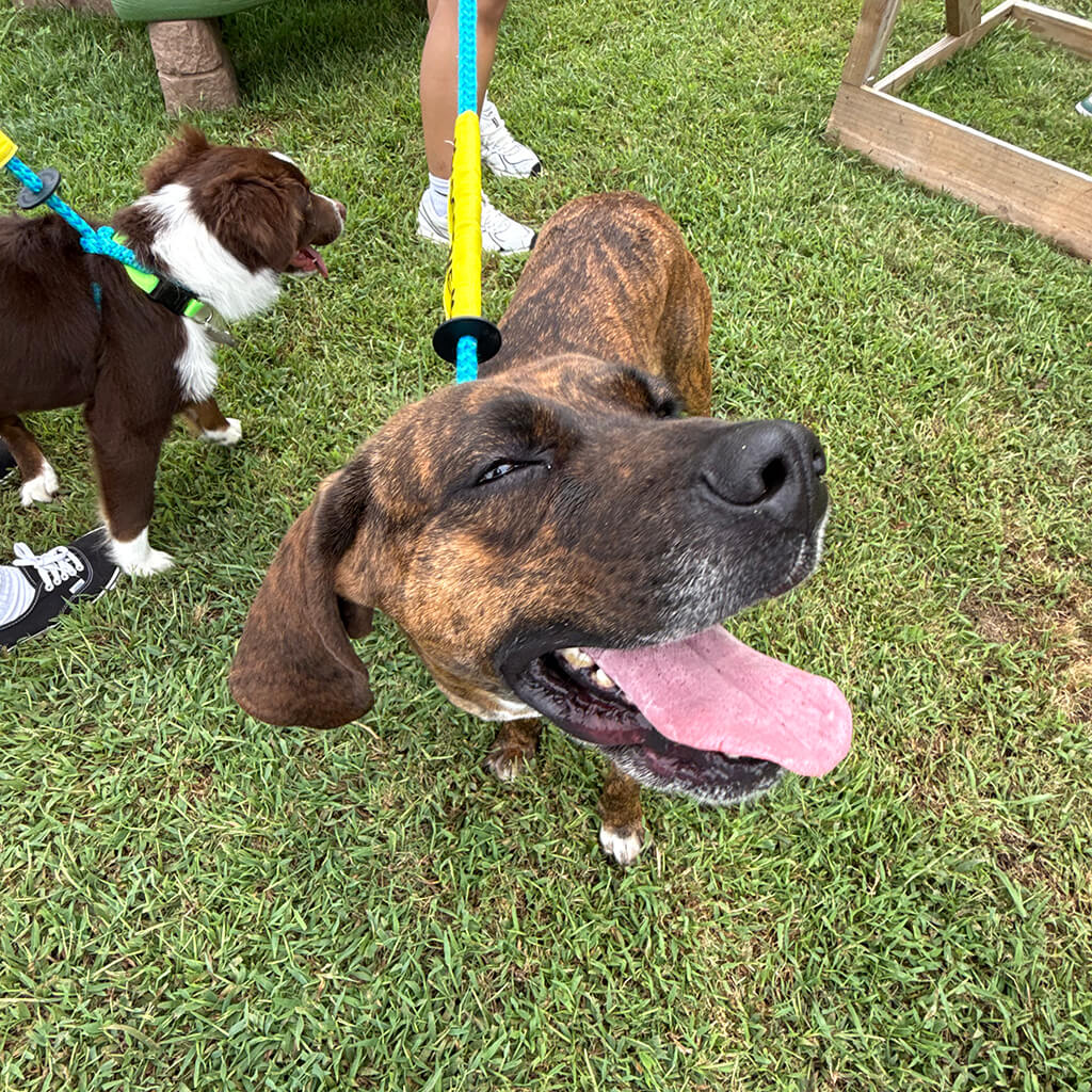 Brindle dog looks up at the camera panting.
