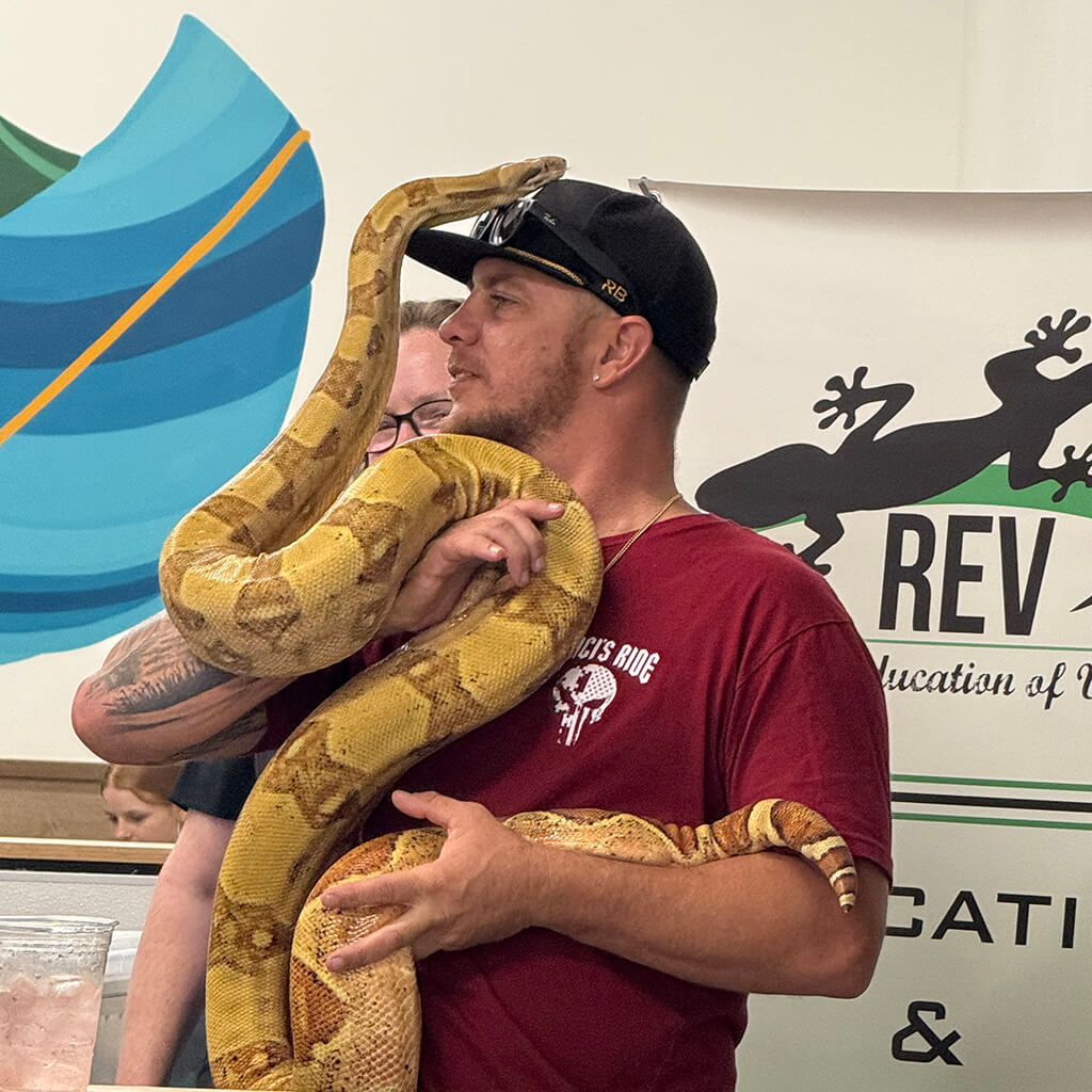 Gold boa constrictor crawls over a man's head and ball cap as he holds it.