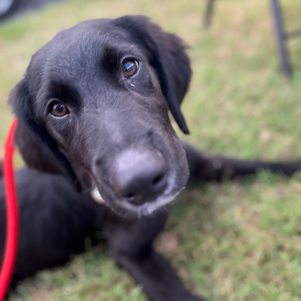Black dog laying on grass in front of building