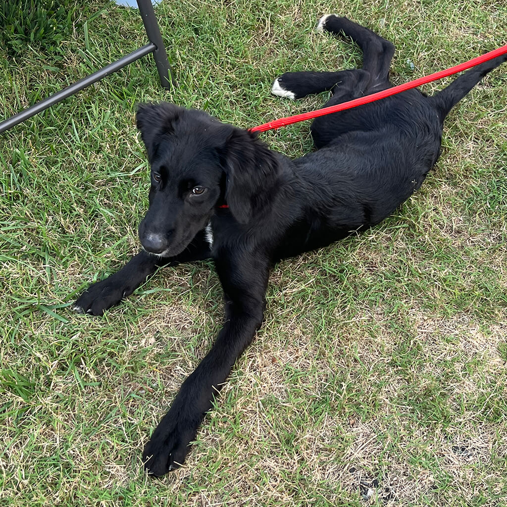 Black dog laying on grass in front of building