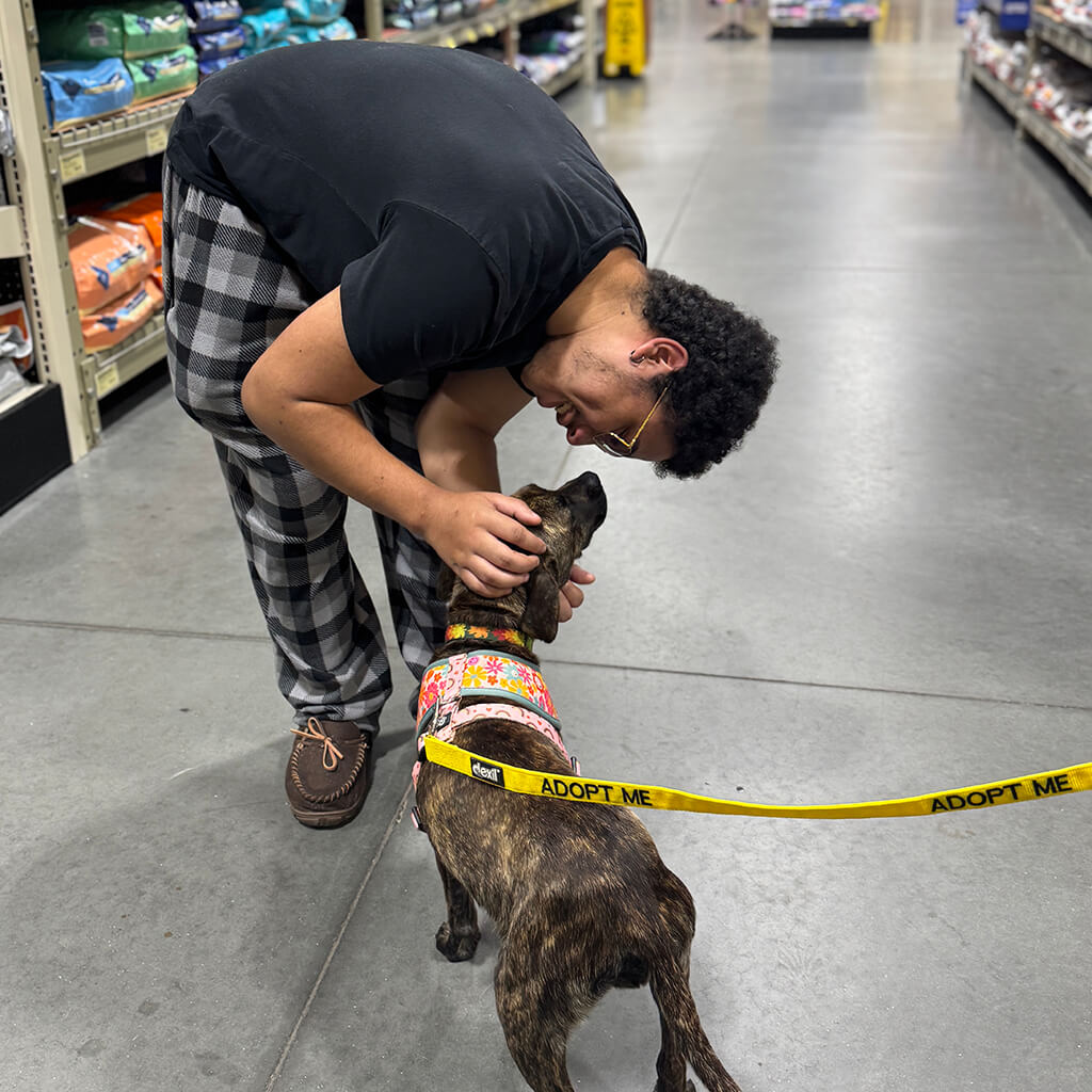 A visitor bends over to pet and say hi to the brindle color dog