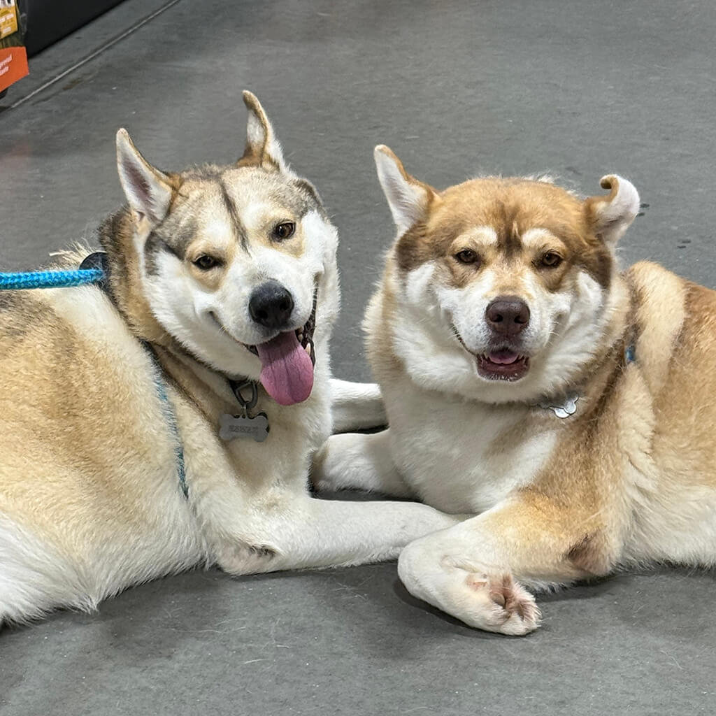 Two huskies lay next to one another smiling at the camera