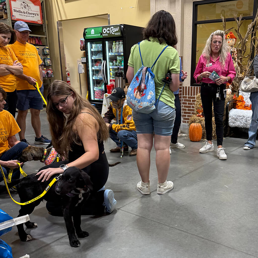 A group of volunteers and visitors gather around the adoptable dogs. One person is kneeling down to pet the black puppy.