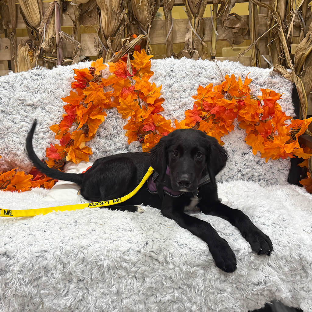 A black puppy lays on a white furry bench with autumn leaves and cornstalks in the background.