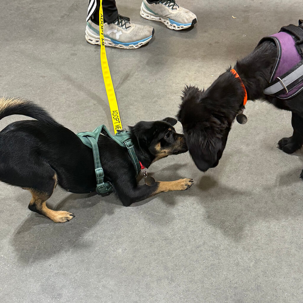 The adoptable black and tan dog shows a play stance with another black dog as they smell each other.