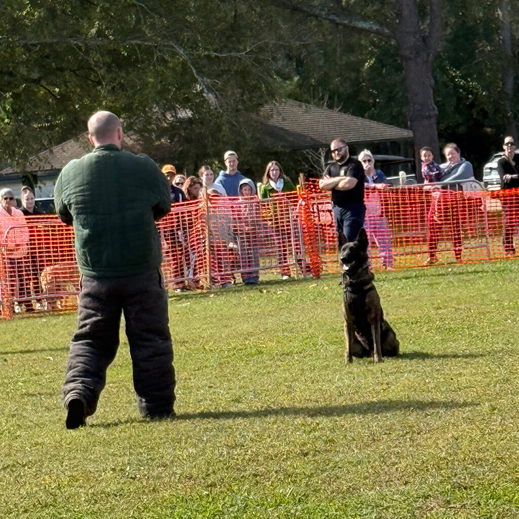 Police dog training example of dog waiting for the call to attack