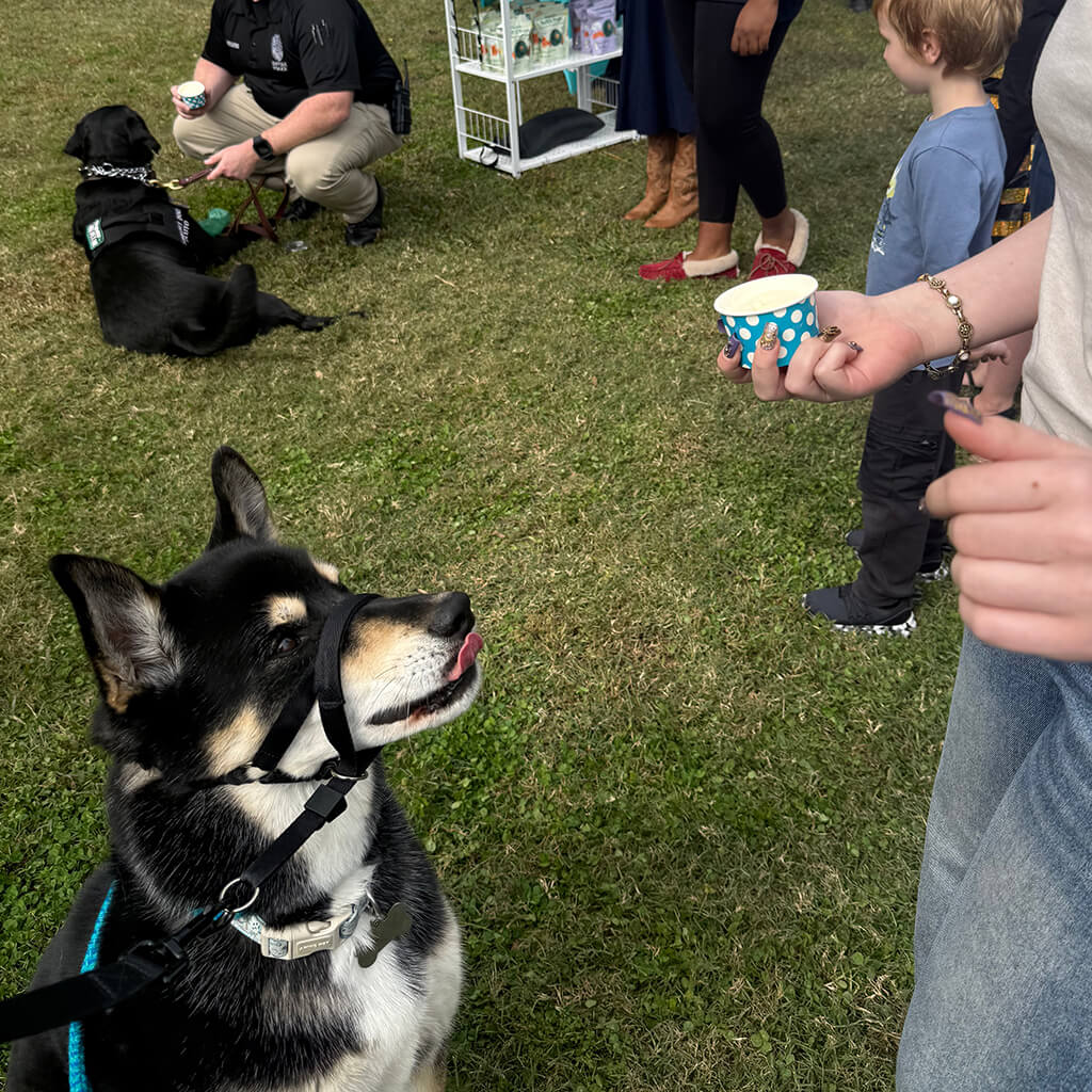 Black and tan dog begging and sticking out his tongue looking at the blue ice cream cup