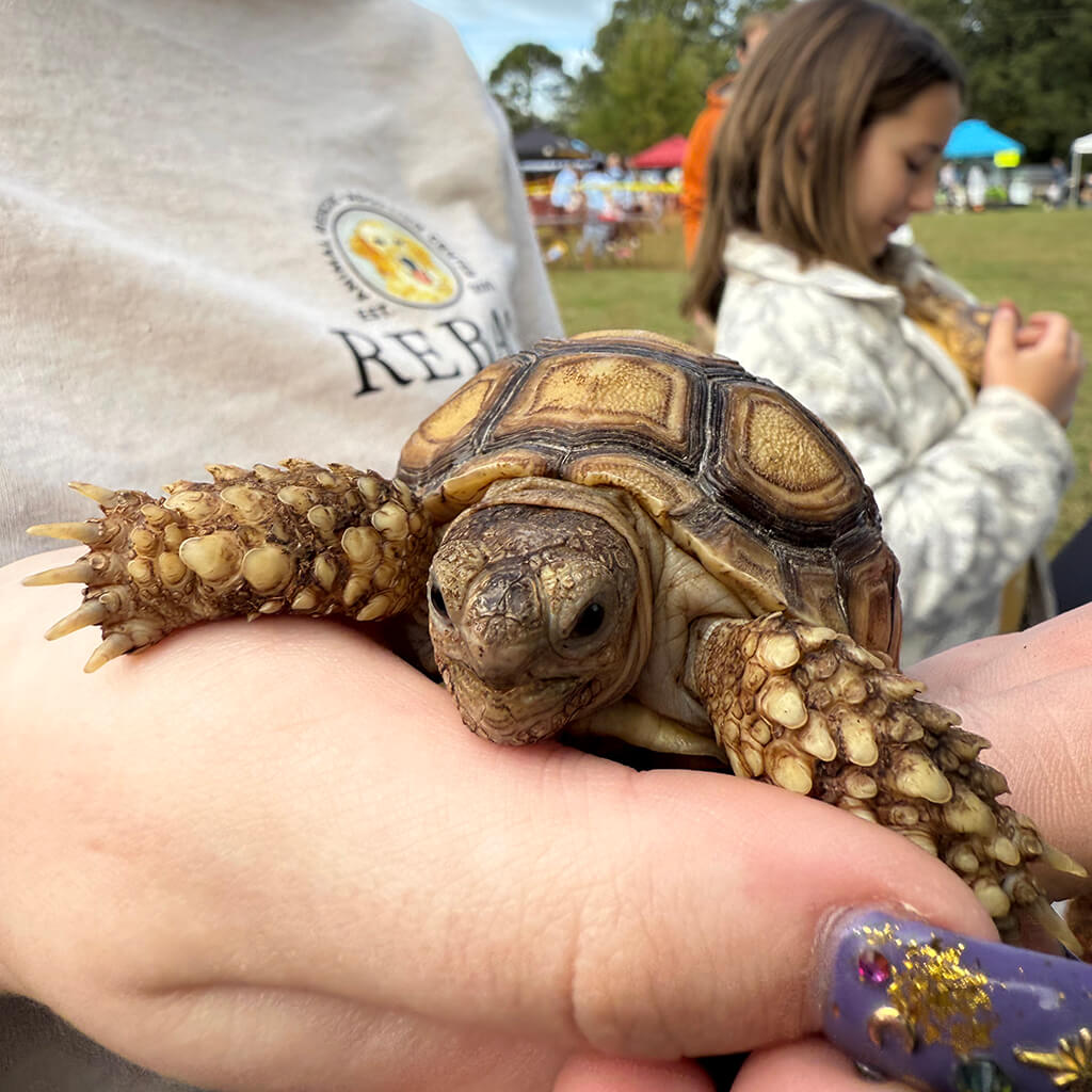 Baby turtle being held in a hand