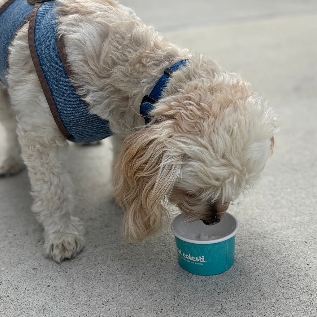 Fluffy white dog is licking a dog treat from Celesti cup