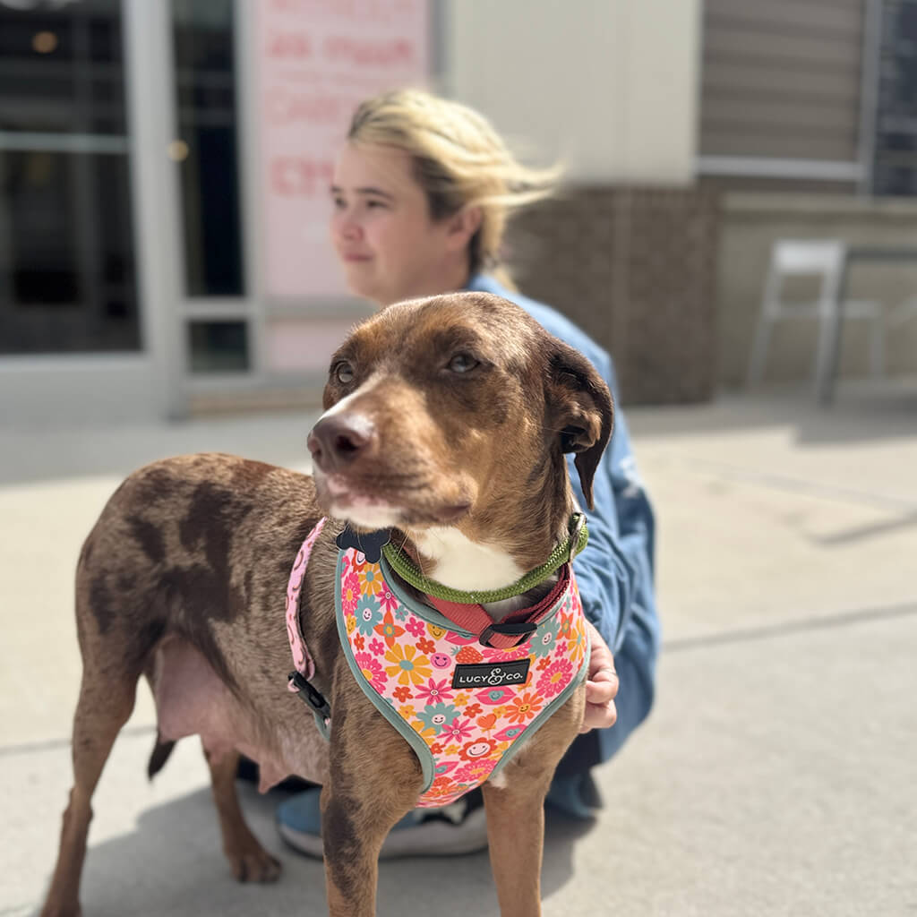 Brown dog with white chest wearing a pink flowered harness. Dog and volunteer are looking out to the side
