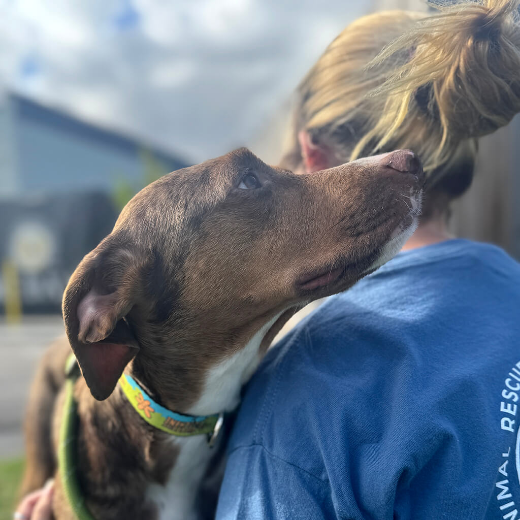 Close up of dogs head. Dog is brown and white. It is looking up around the volunteers shoulder ready for a hug