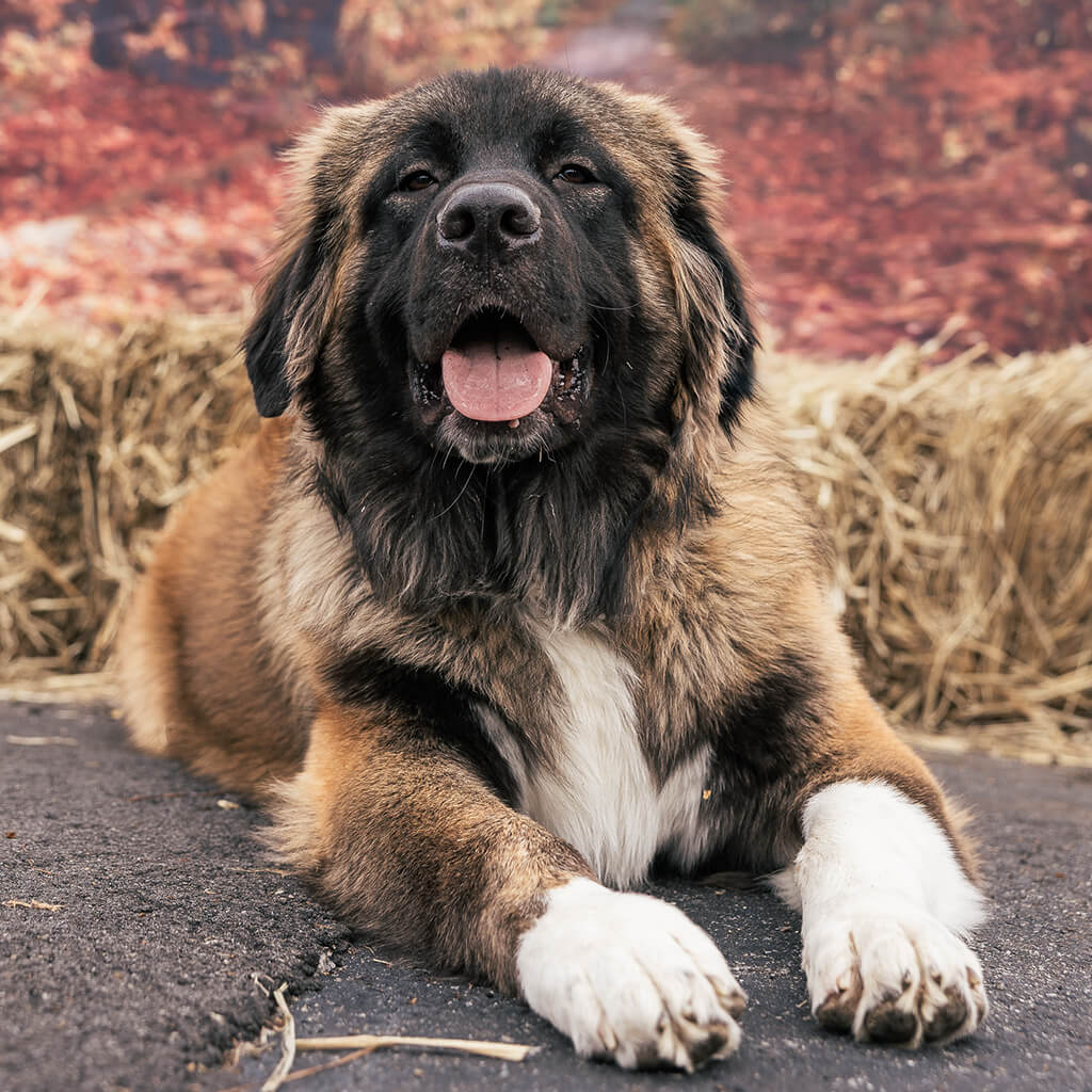 Charlie's dog poses for the camera infront of the fall Photo Booth