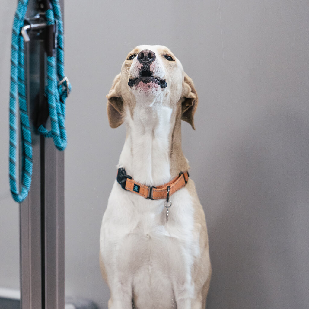 Tan and white dog sits very tall in the kennel