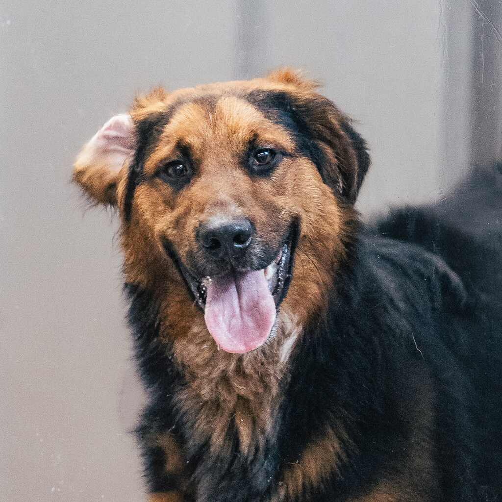 Brown and black dog smiles for the camera