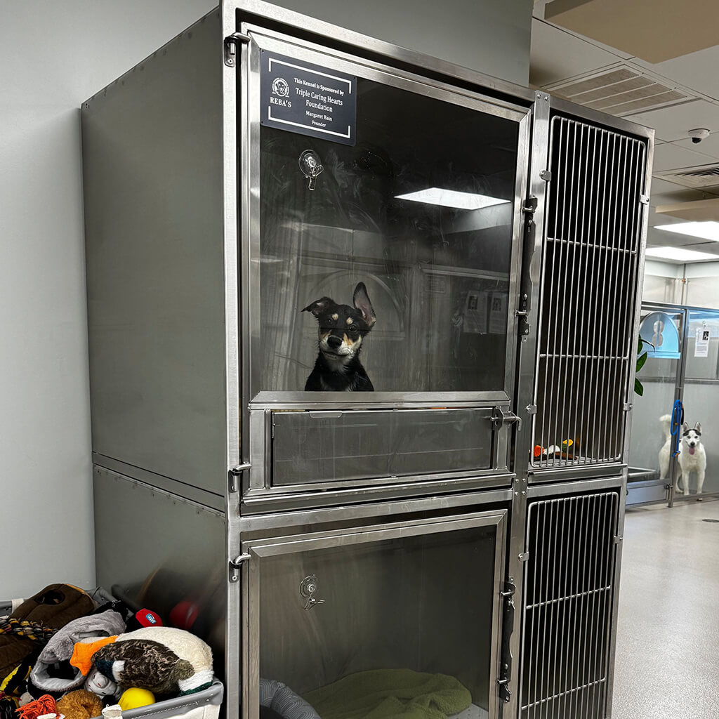 Two small stainless steel kennels stacked with small dog inside