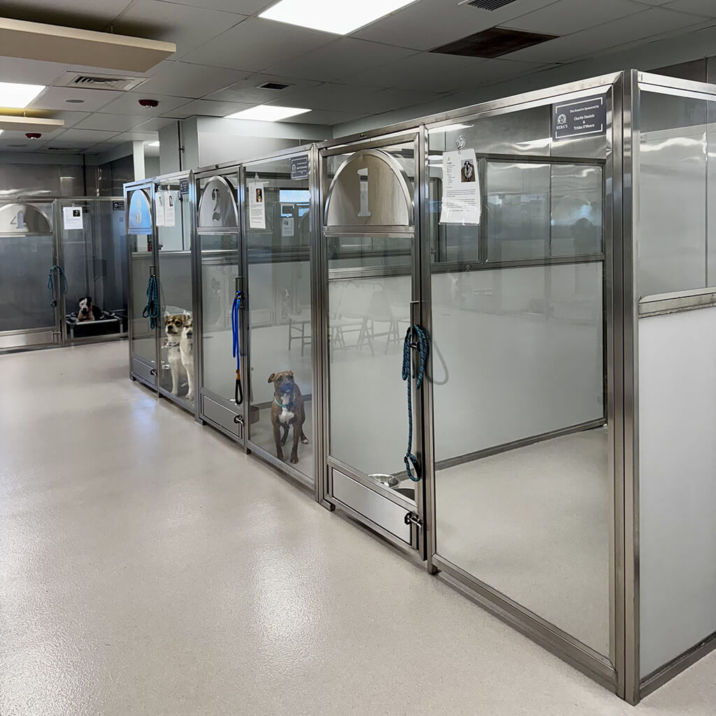 Large stainless steel kennels numbered 1 2 3 4 with dogs inside