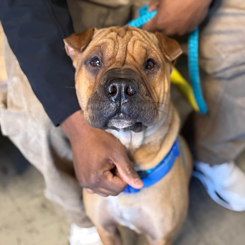 Brown dog with wrinkles at the Puppy Bowl