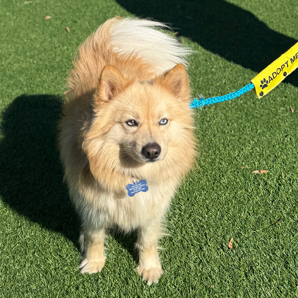 Fluffy tan dog with different color eyes at the Puppy Bowl