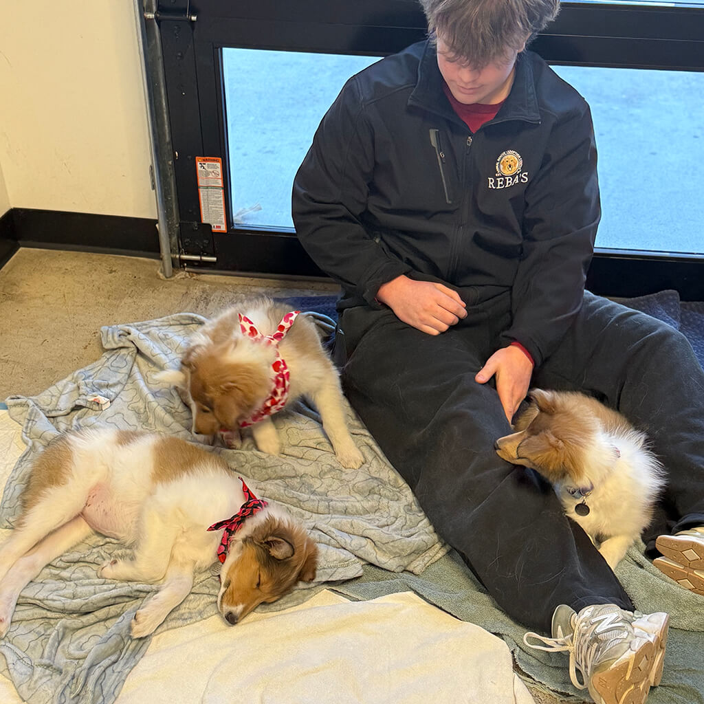 Three collie puppies take a nap with a staff member at the Puppy Bowl