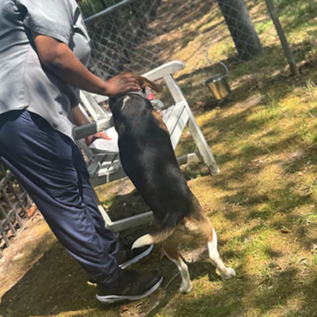 beagle getting petted at The Reserve