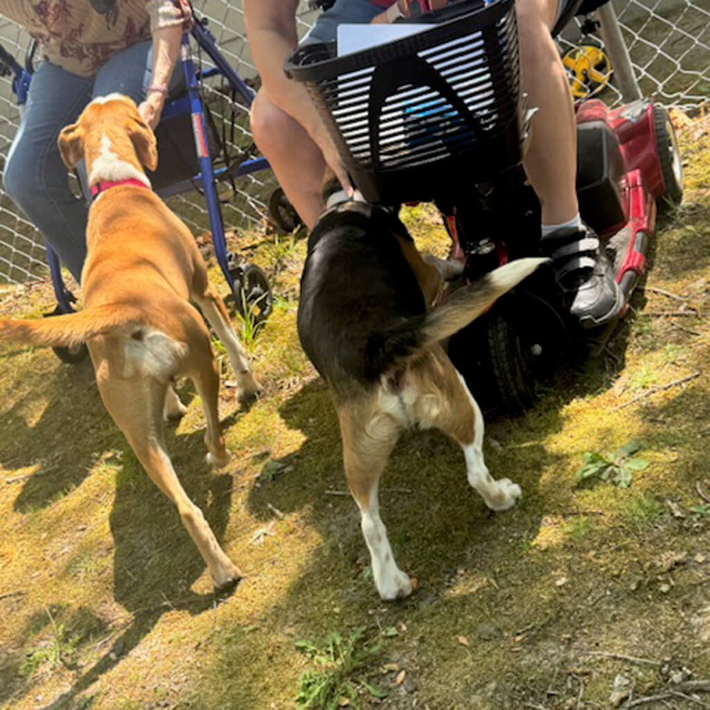 beagle and brown and white dog getting petted at The Reserve by two residents