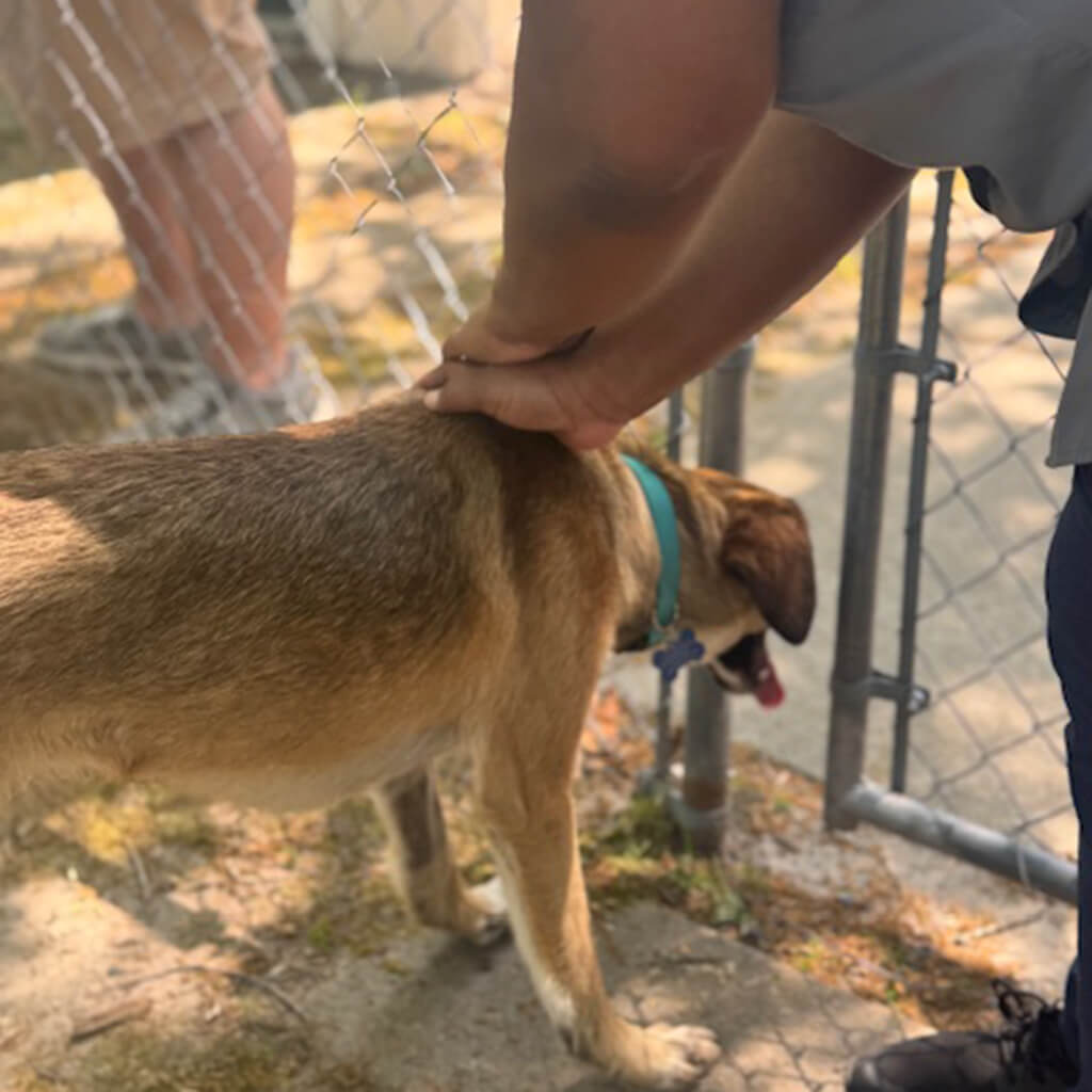 brown dog enjoying petting from a resident
