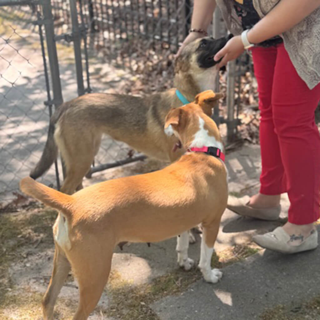 Tan and black dog getting petted with the brown and white dog standing by