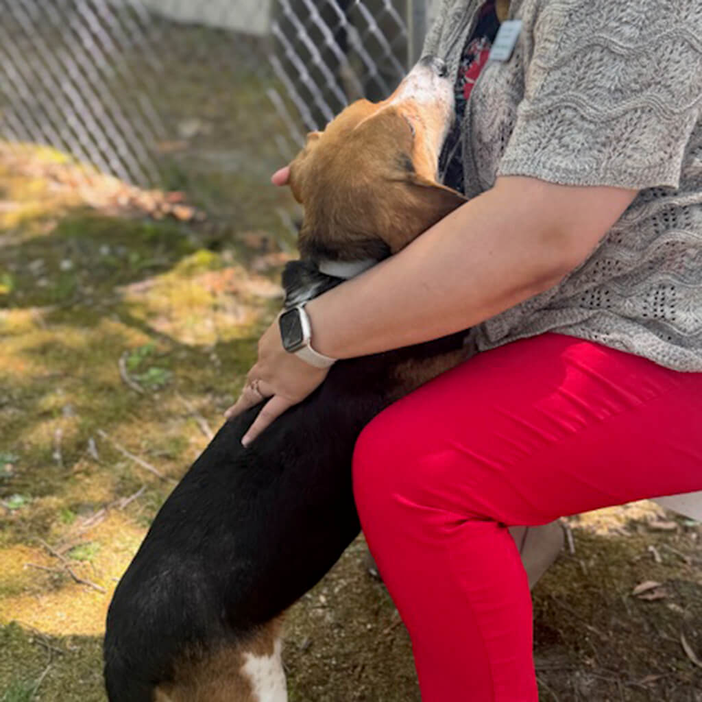 The beagle stands up for more attention