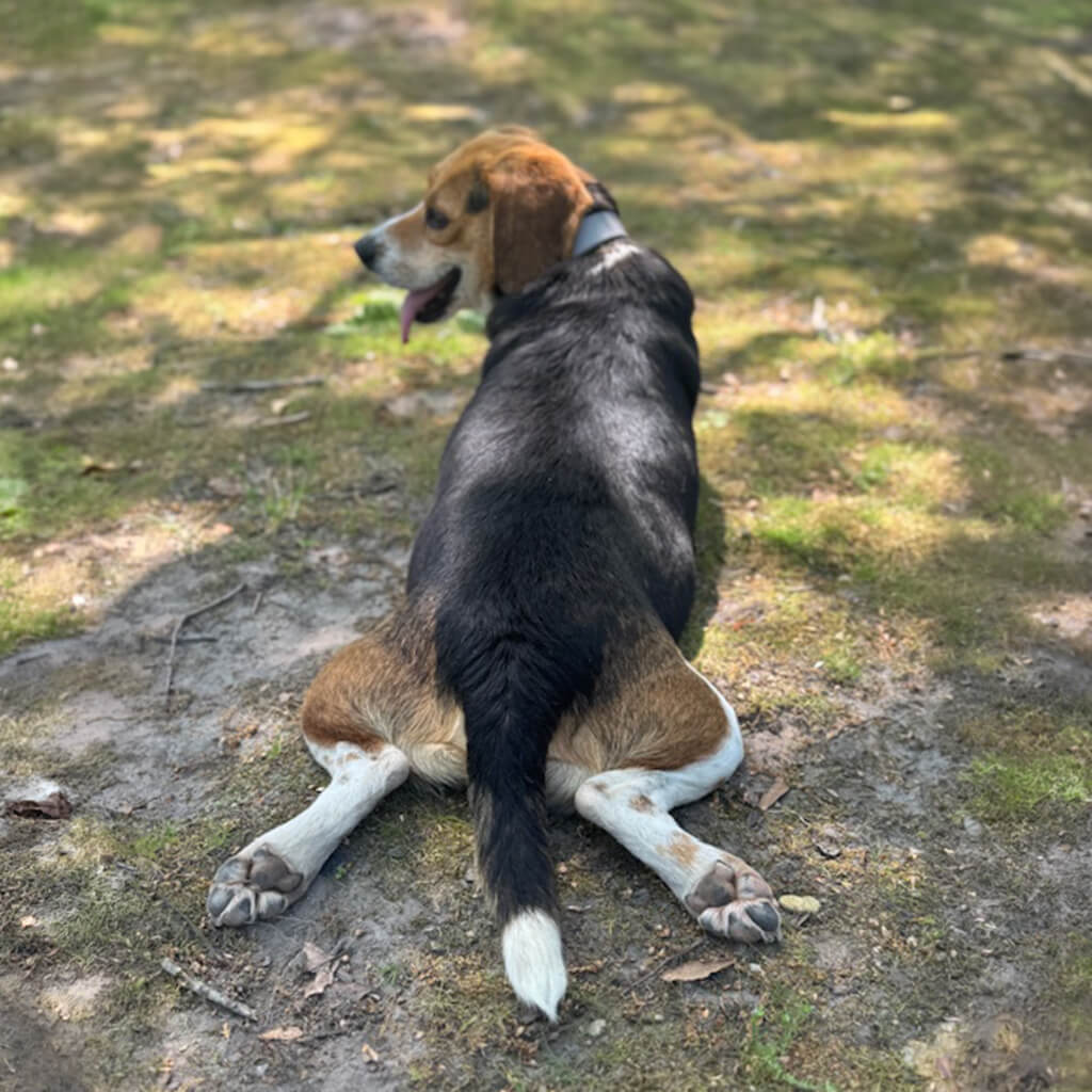 The beagle takes a rest on the ground with his back legs out