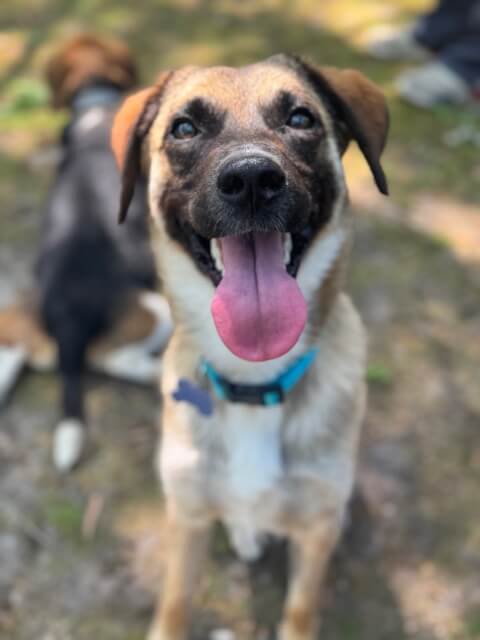 The black and tan dog smiles for the camera
