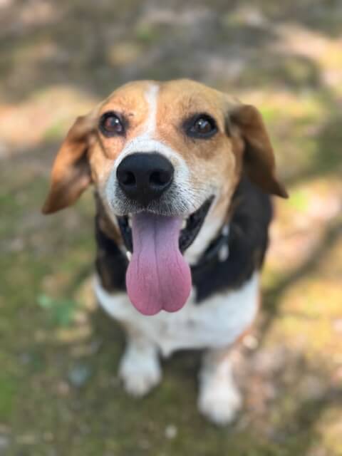 The beagle smiles for the camera
