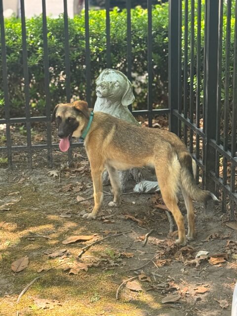 Brown and black dog standing next to statue of dog