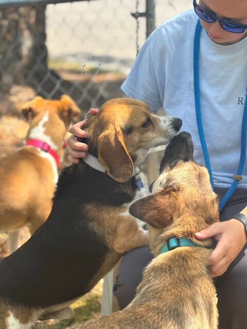 All the dogs giving love