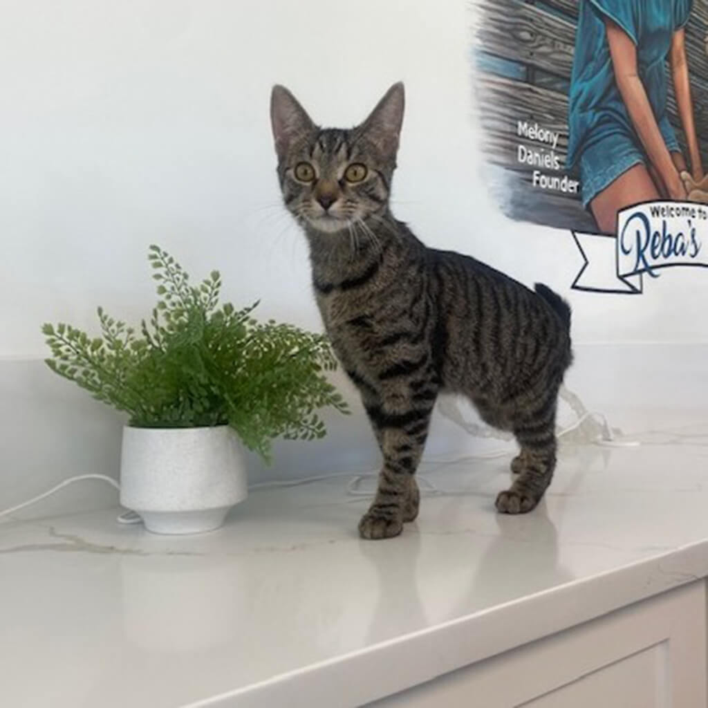 April 2026 adoption - cat named Zelda