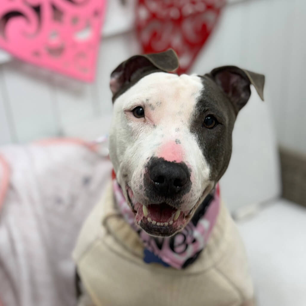 Lexie posing for valentines day