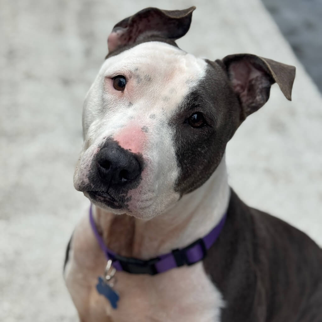 Lexie with floppy ears