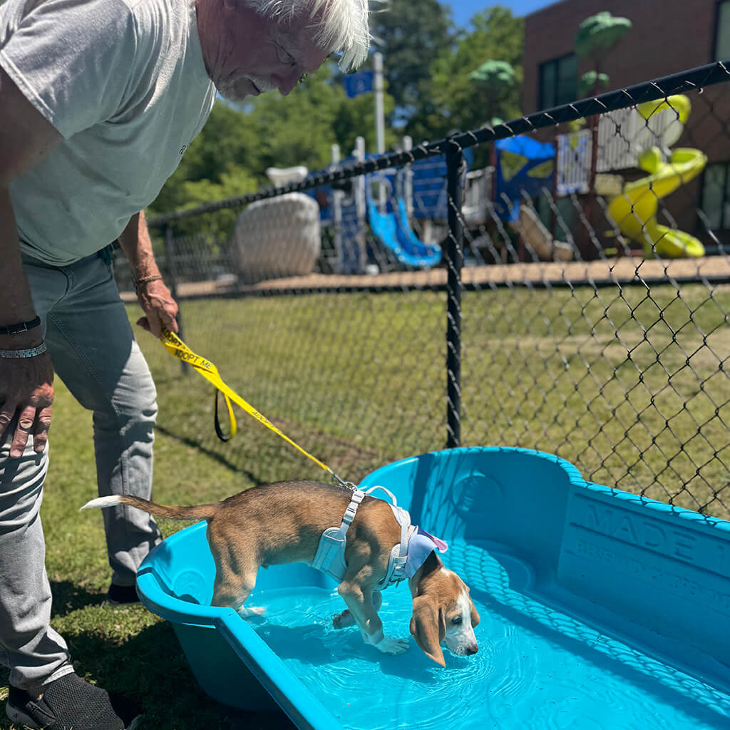 Little hound dog in blue pool at Blessing of the pets