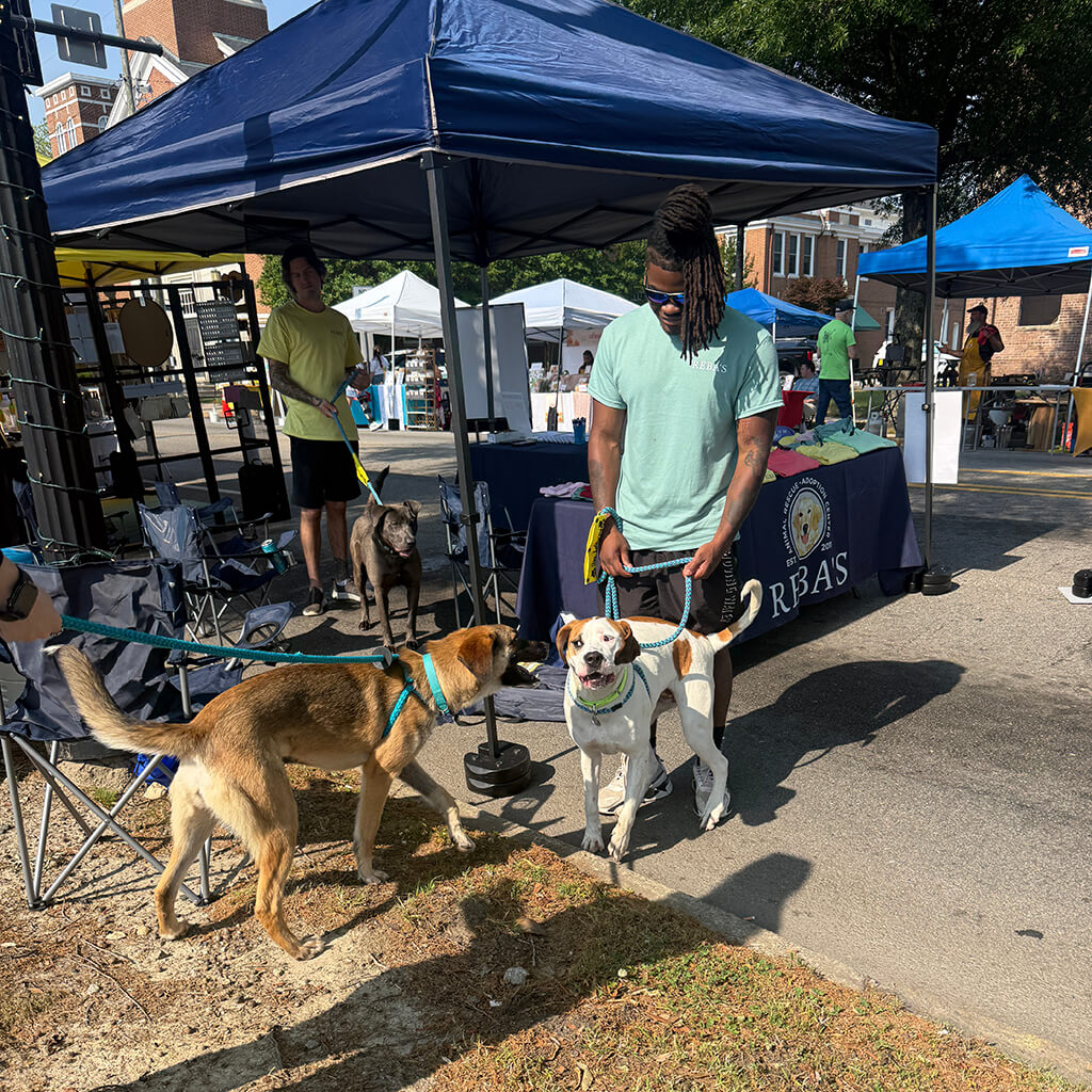 Three dogs that are up for adoption hang out under the blue tent