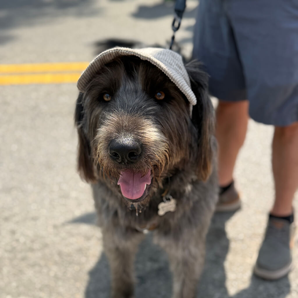 dog with hat