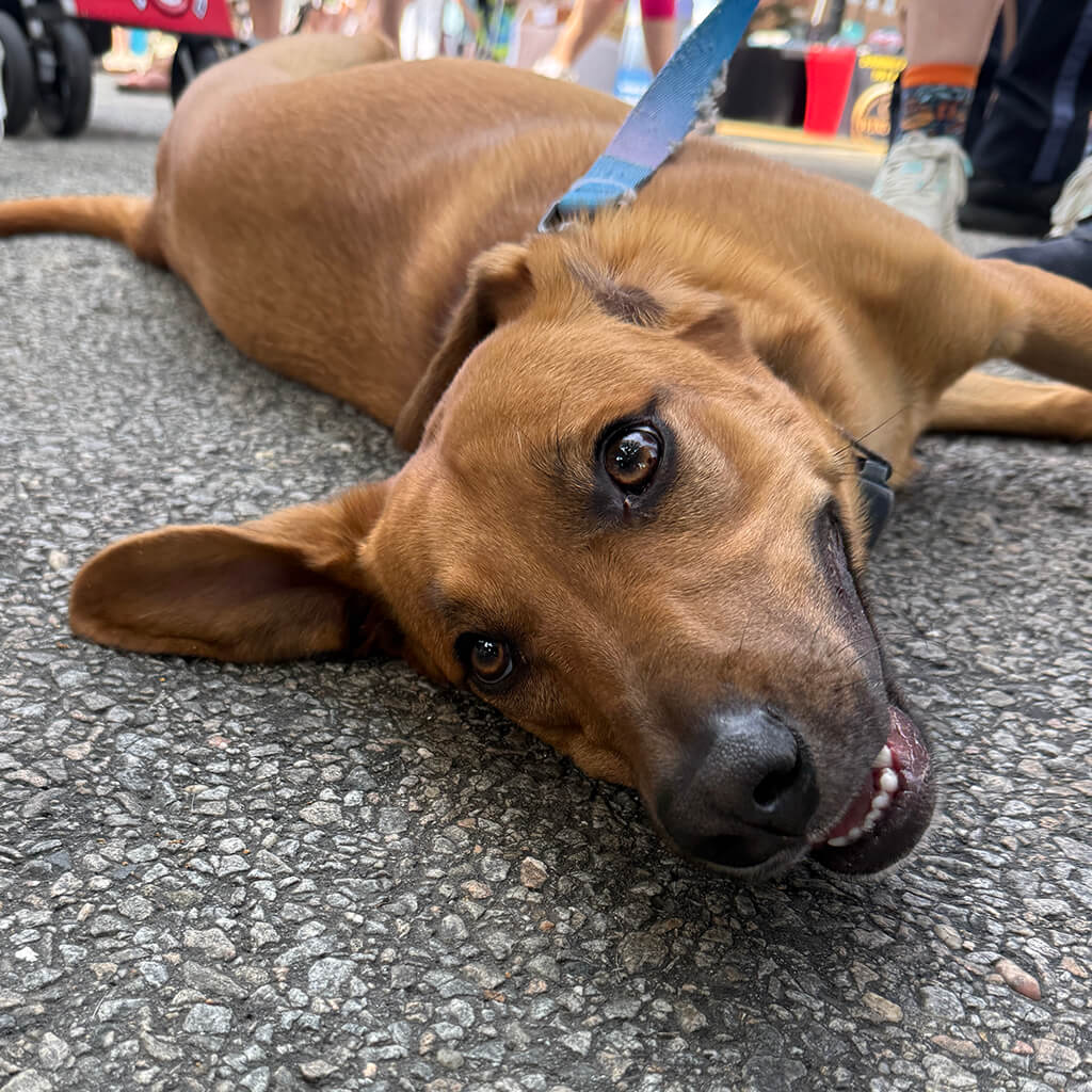a brown dog lays on his side on the asphalt looking at the camera