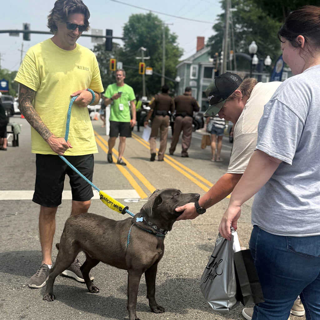 gray dog gets attention from a festival attendee