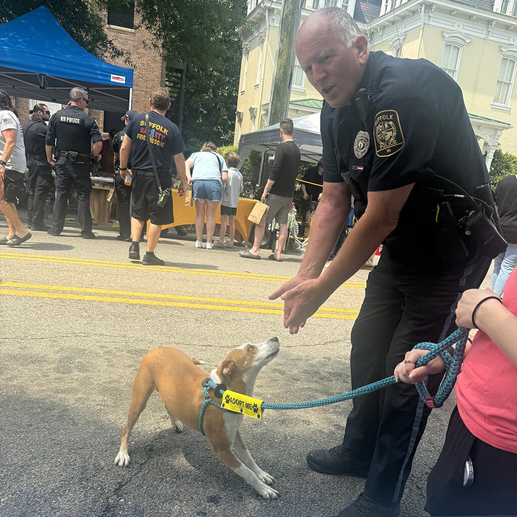 white dog with brown ears plays with a Suffolk police officer