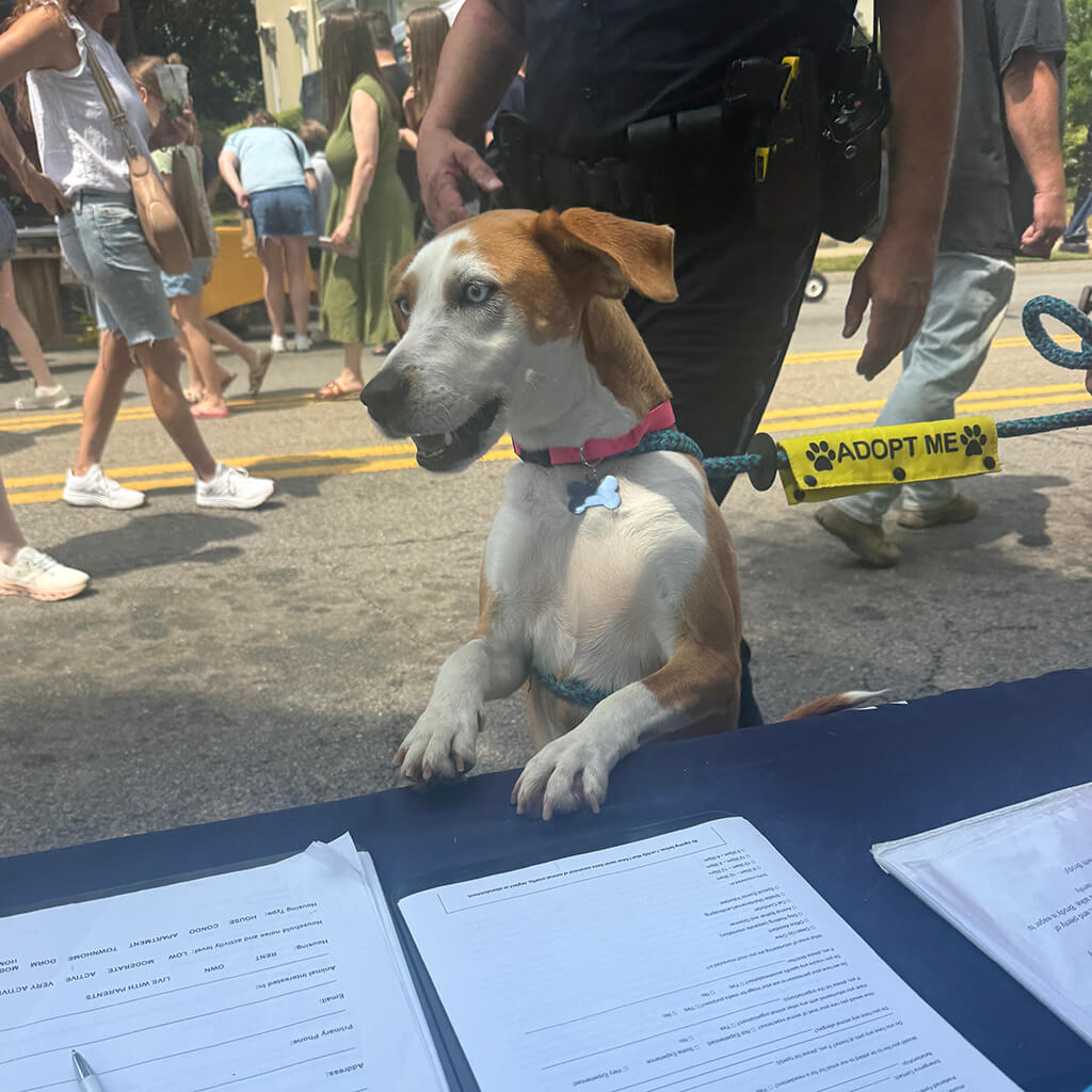 white dog with brown ears stands up at the table to fill out forms