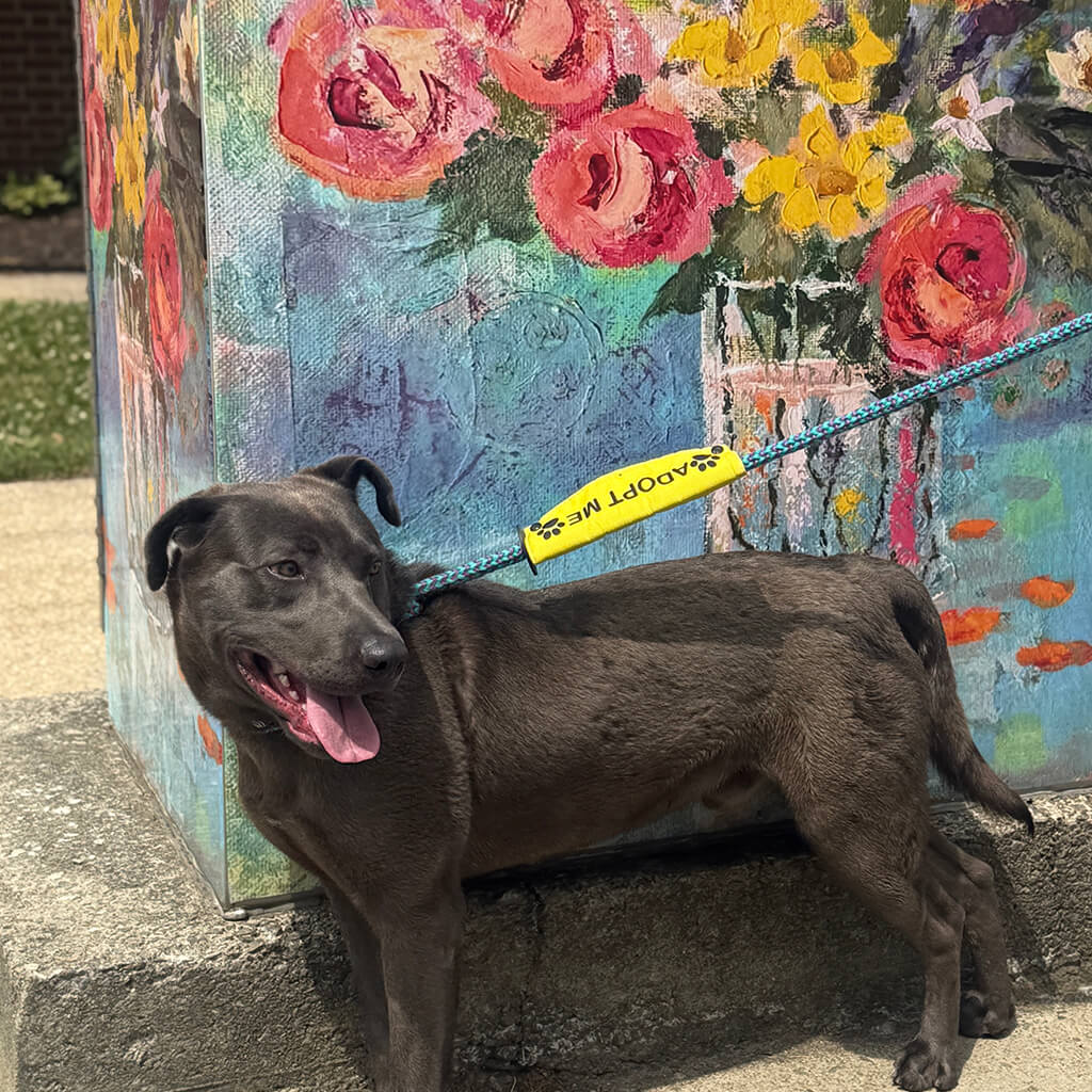 The gray dog poses in front of a colorful painting of flowers