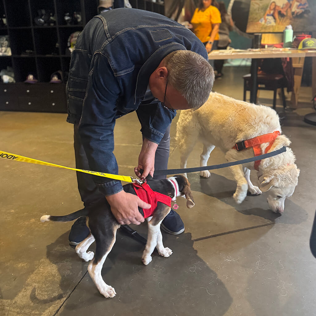 A beagle puppy gets petted from a visitor at Big ugly brewery and photoshoot
