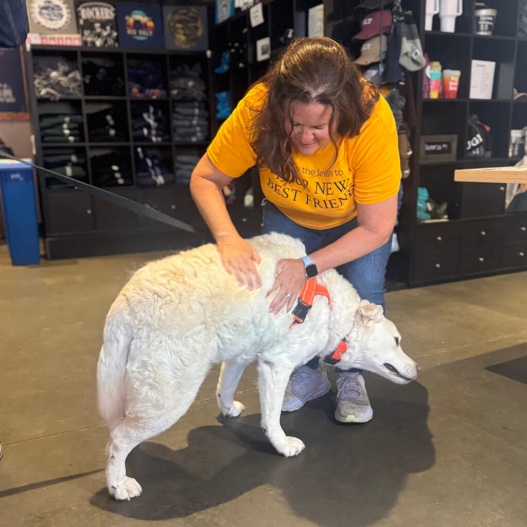 A visiting yellow lab gets back rubs from a volunteer.
