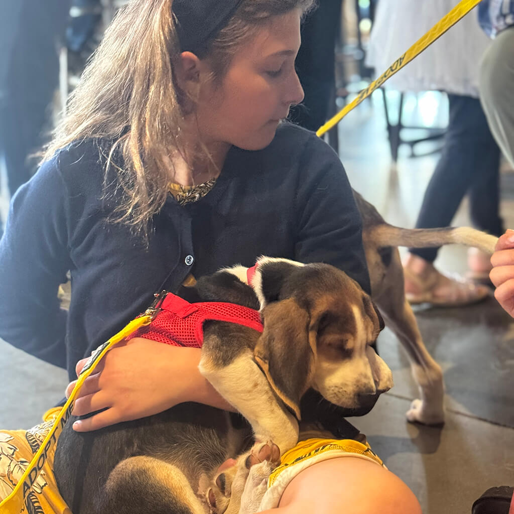 A beagle puppy getting hugs from a little girl at Big ugly brewery and photoshoot