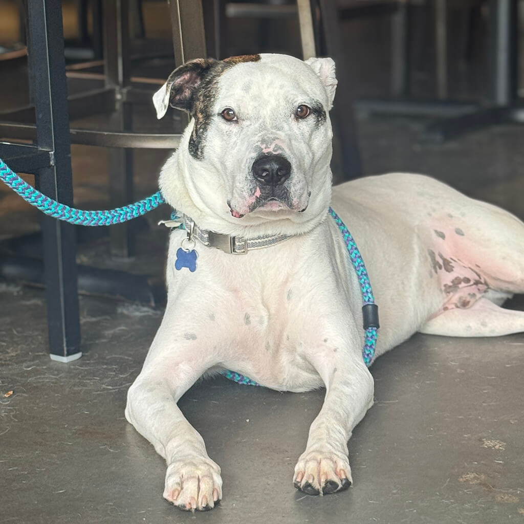 The big white dog posing at Big ugly brewery and photoshoot