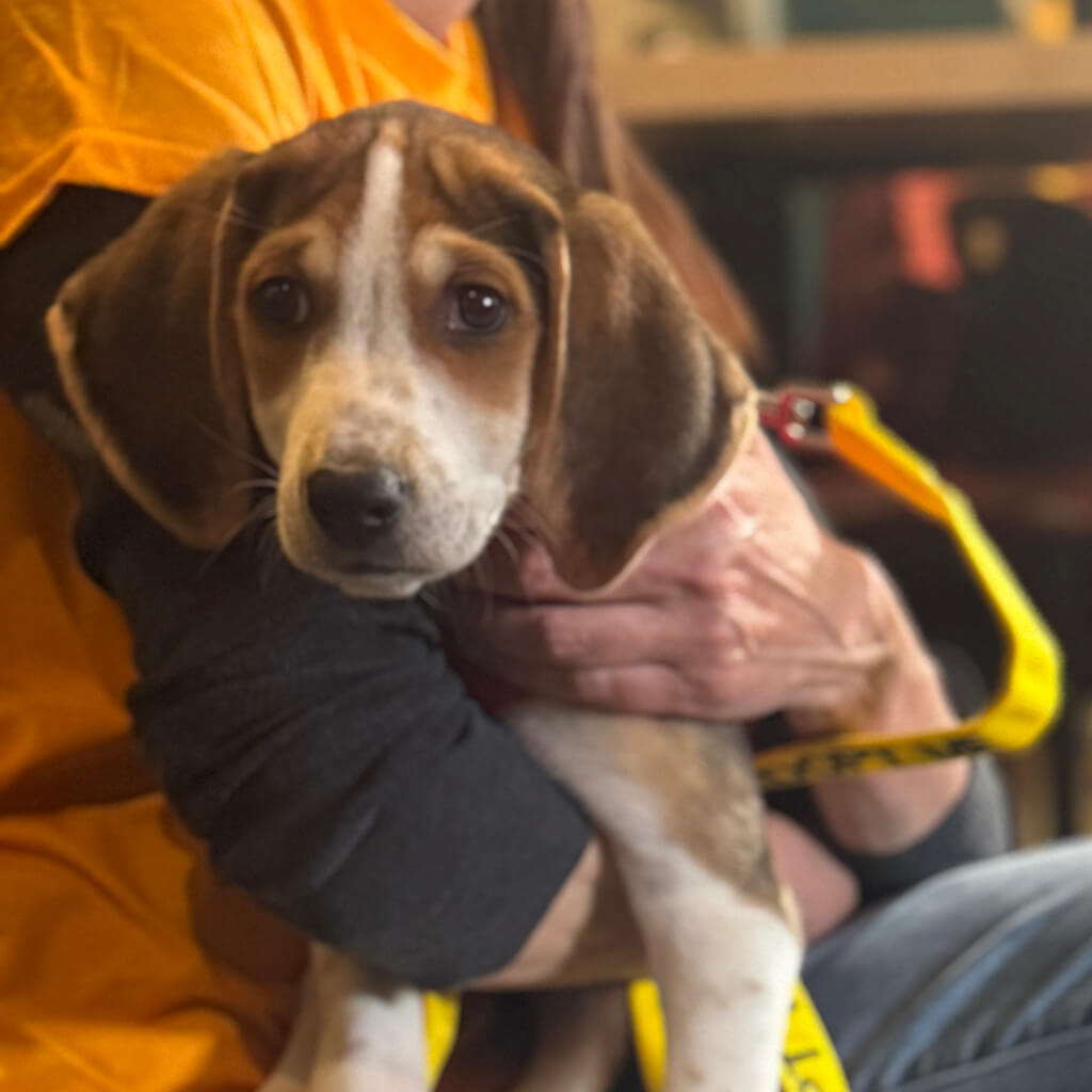 The beagle puppy cuddling up at Big ugly brewery and photoshoot